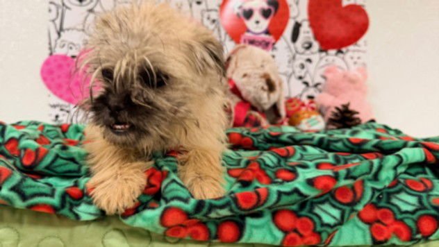 TWINKLE - Brussels Griffon available for adoption