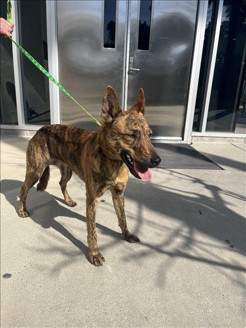 LUNA - Belgian Shepherd Malinois available for adoption