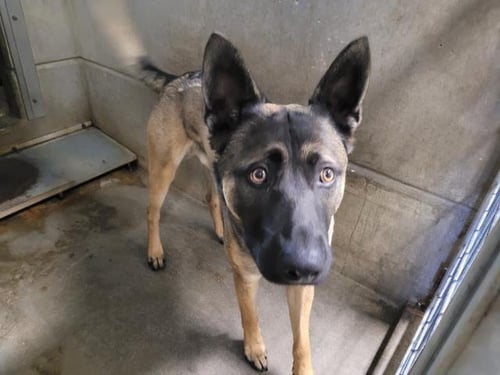 BLUEY - German Shepherd Dog available for adoption