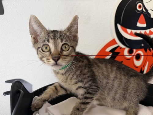 A2292488 - Domestic Short Hair available for adoption