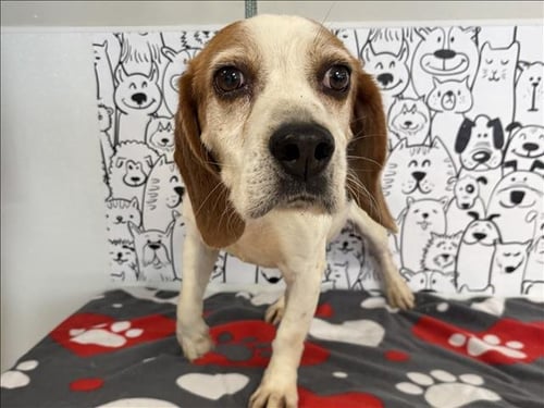 CHURRO - Beagle available for adoption