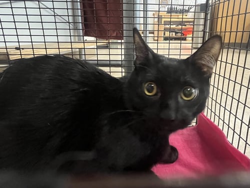 MARSHALL - Domestic Long Hair available for adoption