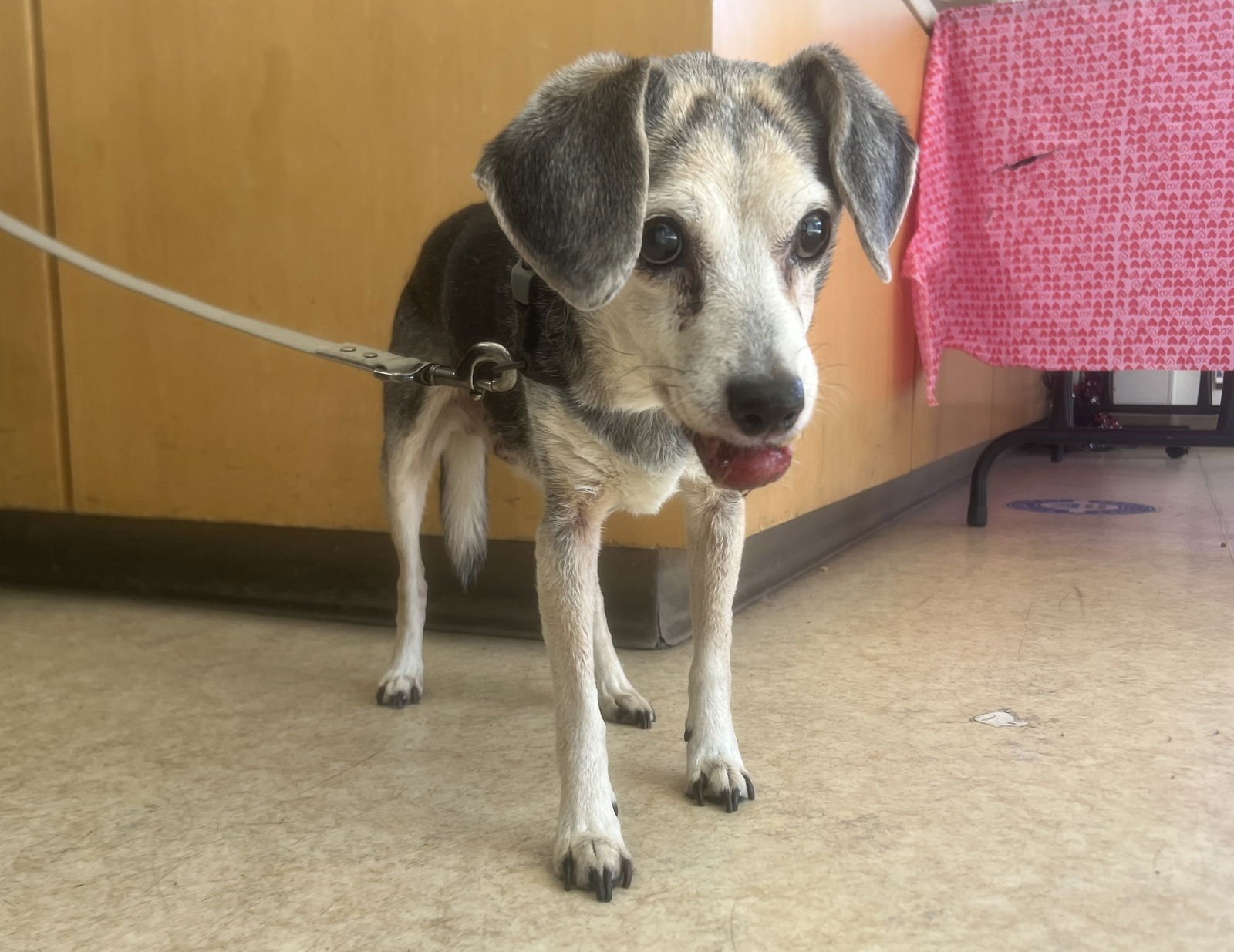 CHIEF TAYLOR - Beagle / Chihuahua available for adoption