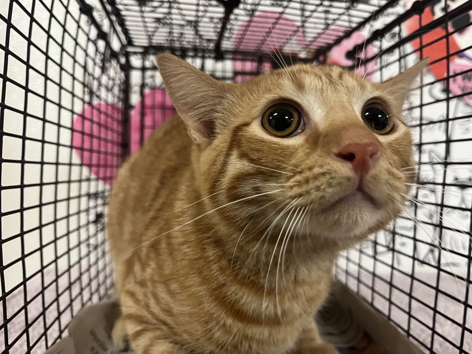 CHEETO - Domestic Short Hair available for adoption