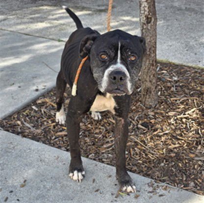 GUNTHER - Pit Bull Terrier / Boxer available for adoption