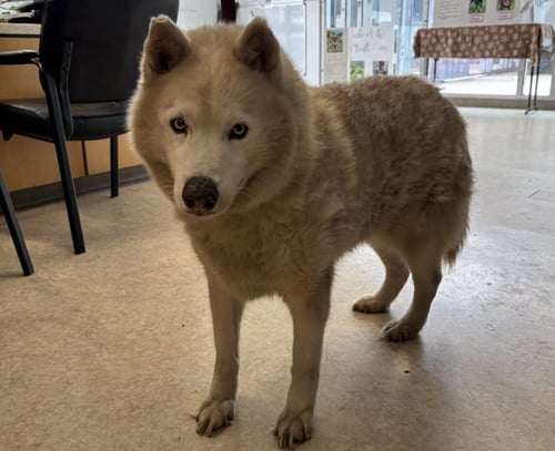 CHARY - Siberian Husky available for adoption