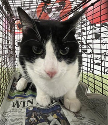 KITTY - Domestic Short Hair available for adoption