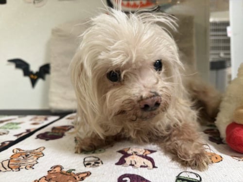 HAROLD - Maltese available for adoption