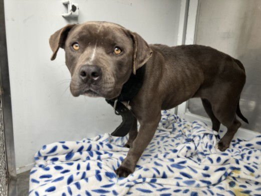 DOLLY - American Pit Bull Terrier available for adoption