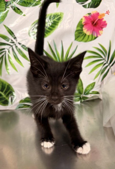 A2278692 - Domestic Short Hair available for adoption