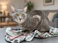 GUS GUS - Photo 1