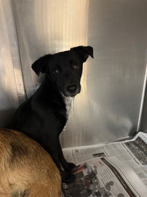 DUKE - Chihuahua available for adoption