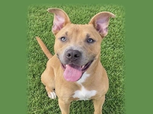 STUFFING - Pit Bull Terrier available for adoption