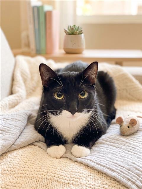 PEXIE - Domestic Medium Hair available for adoption