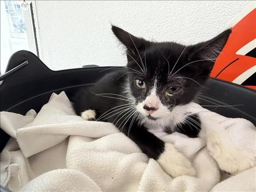 A2299844 - Domestic Short Hair available for adoption