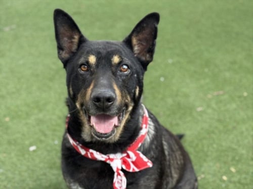 CHARLIE - German Shepherd Dog available for adoption