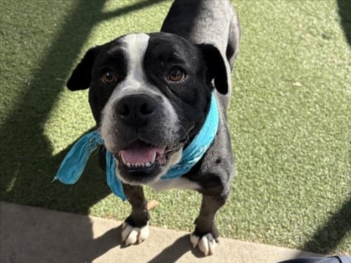 FRANKLIN - Pit Bull Terrier available for adoption