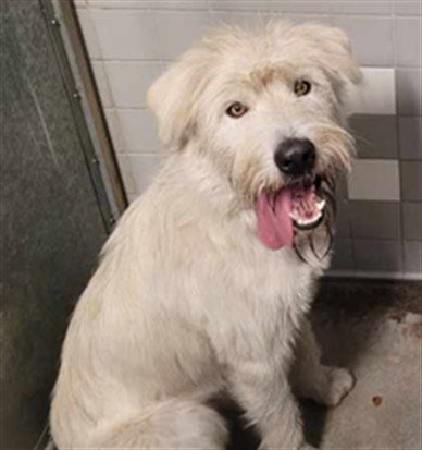 BART - Irish Wolfhound available for adoption