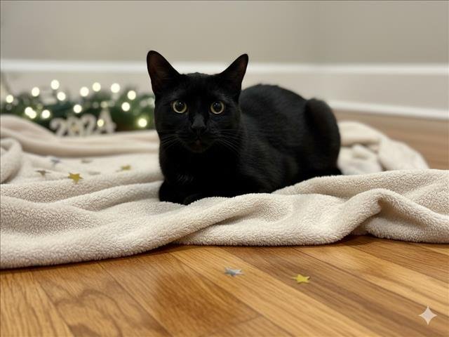 CUDDLES - Domestic Short Hair available for adoption