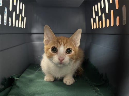 A2288962 - Domestic Short Hair available for adoption