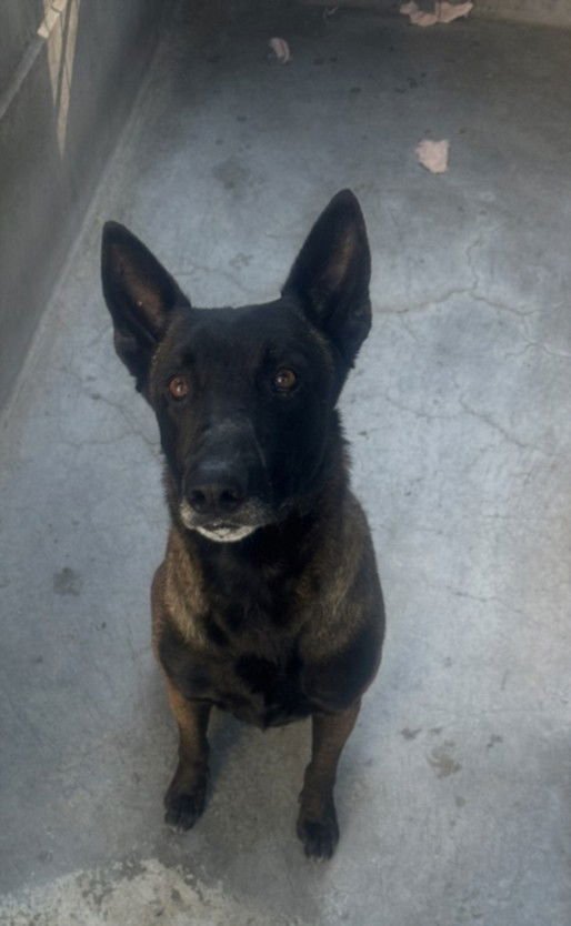 DAKOTA - Belgian Shepherd Malinois available for adoption