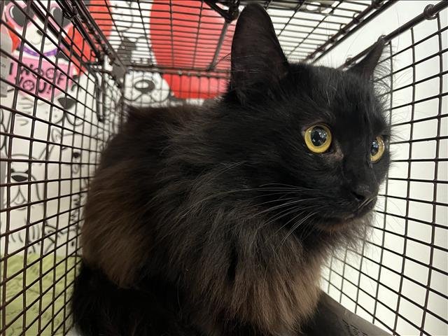 BOO - Domestic Long Hair available for adoption