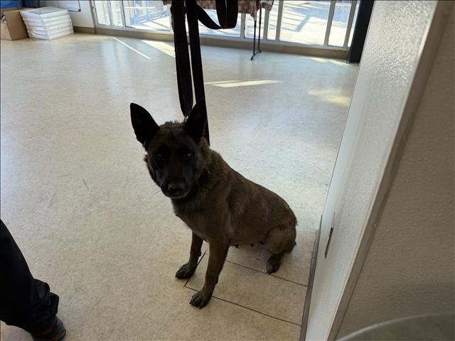 ETHEL - Belgian Shepherd Malinois available for adoption