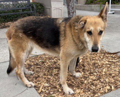 DARLA - German Shepherd Dog available for adoption