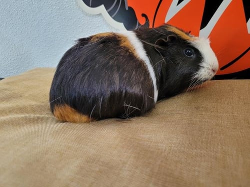 ANI - Guinea Pig available for adoption