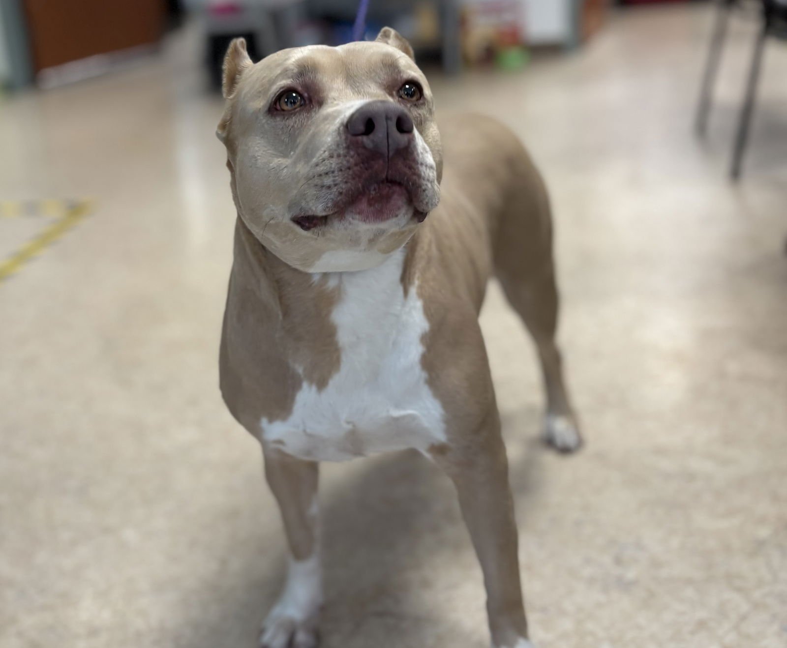 HONEY - Pit Bull Terrier available for adoption