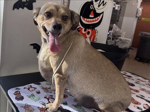 TORO - Chihuahua available for adoption