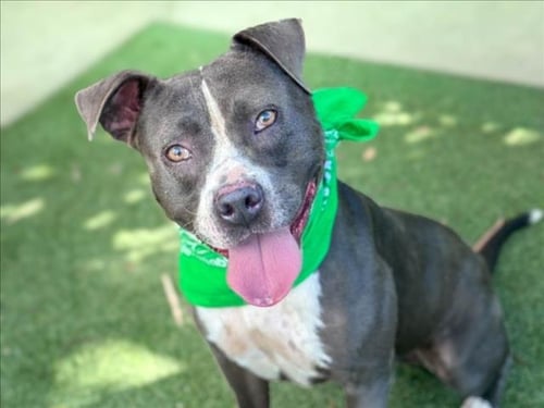 ROCKO - Pit Bull Terrier available for adoption