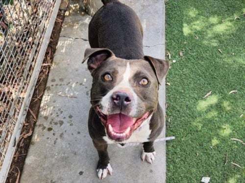 ROCKO - Pit Bull Terrier available for adoption
