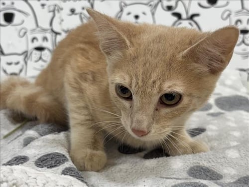 A2292670 - Domestic Short Hair available for adoption