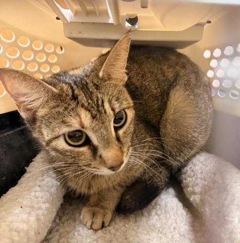 A2269935 - Domestic Short Hair available for adoption