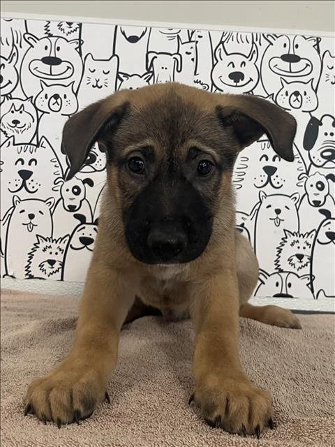 TAQUITO - German Shepherd Dog / Akita available for adoption