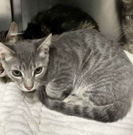 A2253995 - Domestic Short Hair available for adoption