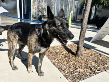 CODY - German Shepherd Dog available for adoption