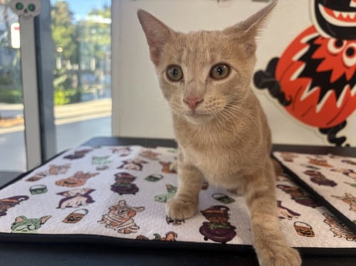 PARMESAN - Domestic Short Hair available for adoption