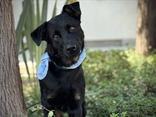ENZO - German Shepherd Dog / Labrador Retriever available for adoption