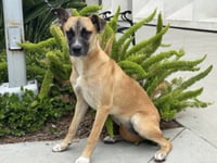 LILY - Photo 1