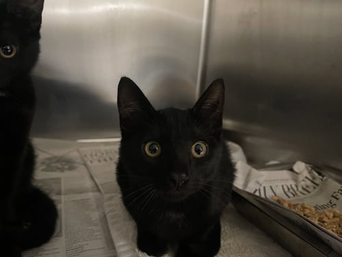 A2285196 - Domestic Short Hair available for adoption