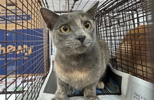 STARDUST - Domestic Short Hair available for adoption