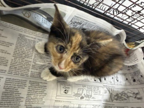 A2288320 - Domestic Short Hair available for adoption