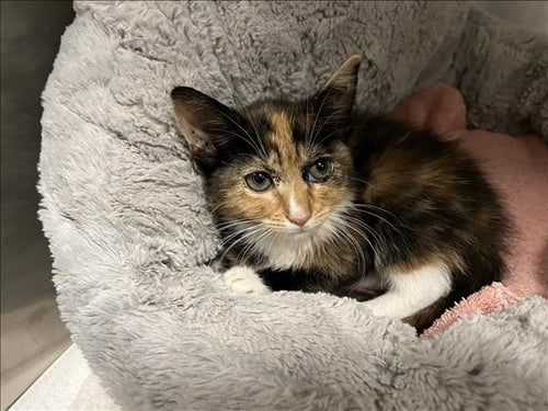 A2288320 - Domestic Short Hair available for adoption