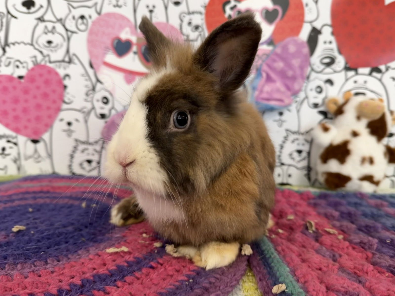 HALO - American available for adoption