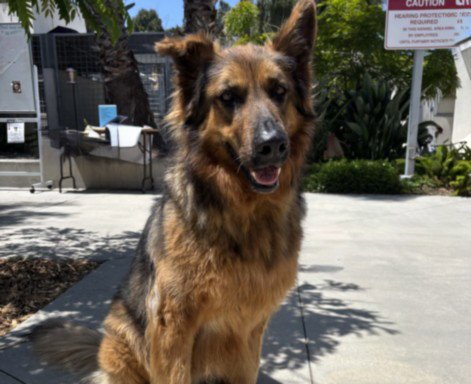 LILLY - German Shepherd Dog available for adoption