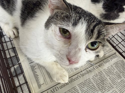 A2291212 - Domestic Short Hair available for adoption