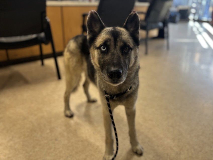 TIPS - German Shepherd Dog available for adoption