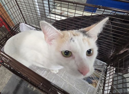 PRINCESS - Domestic Short Hair available for adoption